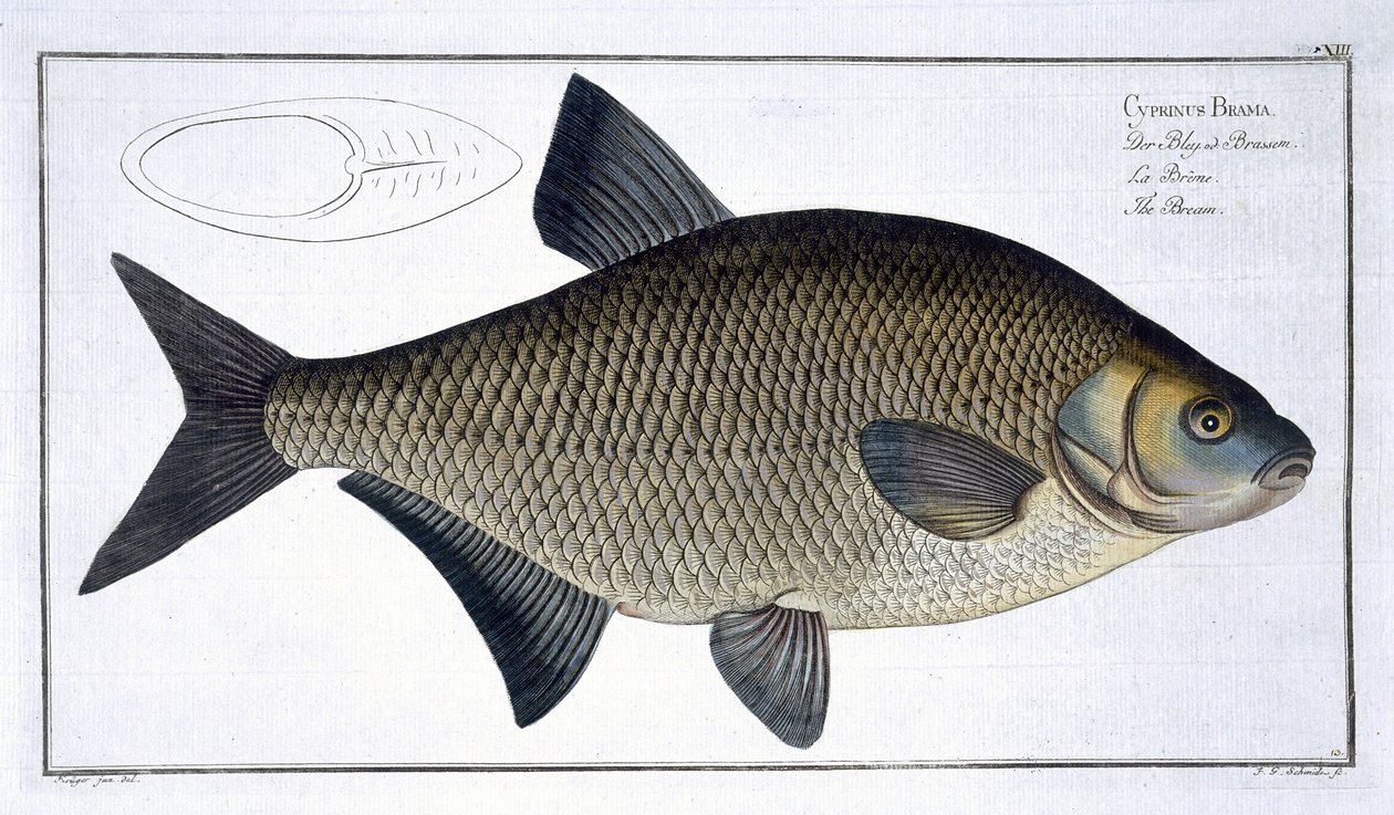 Cejn (Cyprinus Brama), deska XIII z knihy "Ichthyologie, ou histoire naturelle generale et particulare des poissons", autor Marcus Elieser Bloch (1723-99), vyryl Gabriel Bodenehr (1673-1766), vydáno od Andreas Ludwig Kruger