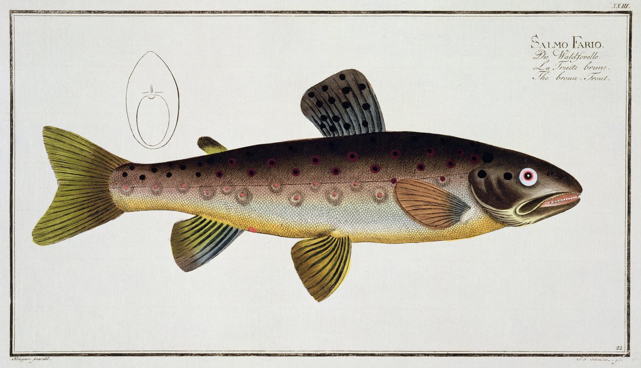 Pstruh obecný (Salmo Iasustris) deska XXIII z „Ichthyologie, ou histoire naturelle generale et konkrétní des poisson“, Marcus Elieser Bloch (1723-99), vyryl Gabriel Bodenehr (1673-1766), od Andreas Ludwig Kruger