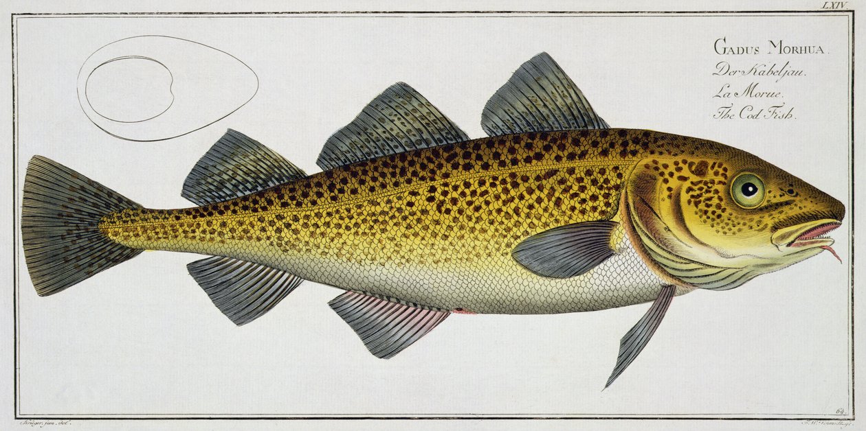 Treska (Gadus Morhua) deska LXIV z „Ichtyologie nebo obecné a zvláštní přirozené historie ryb“, od Marcus Elieser Bloch (1723-99), publikovaná kolem 1785-99 od Andreas Ludwig Kruger
