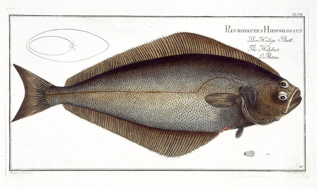 Platýsový (Pleuronectes Hippoglossus) talíř XLVII z „Ichthyologie, ou histoire naturelle generale et konkrétní des poisson“, Marcus Elieser Bloch (1723-99), vyrytý F.G. Schmidtem, vyd. od Andreas Ludwig Kruger