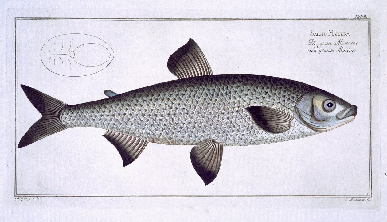 Lososový (Salmo Maraena) talíř XXVII z „Ichthyologie, ou histoire naturelle generale et konkrétní des poisson“, Marcus Elieser Bloch (1723-99), vyrytý Gabrielem Bodenehrem (1673-1766), vyd. od Andreas Ludwig Kruger