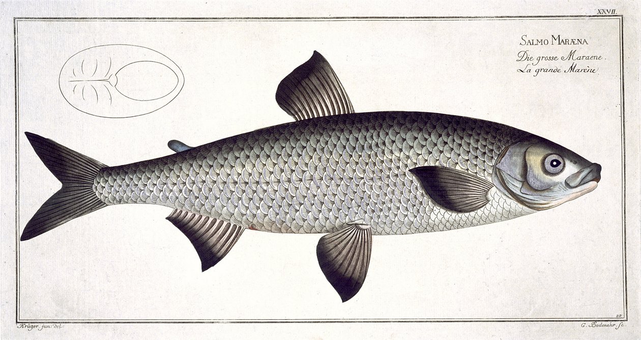 Lososový (Salmo Maraena) talíř XXVII z „Ichthyologie, ou histoire naturelle generale et konkrétní des poisson“, Marcus Elieser Bloch (1723-99), vyrytý Gabrielem Bodenehrem (1673-1766), vyd. od Andreas Ludwig Kruger