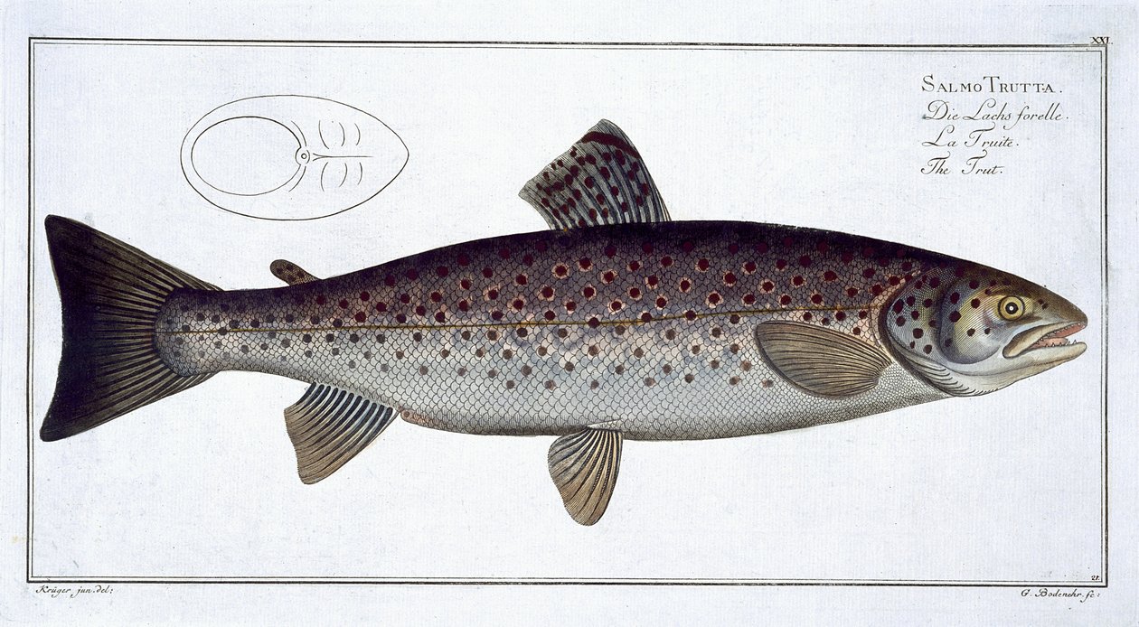 Pstruh mořský (Salmo Trutta) deska XXI z 