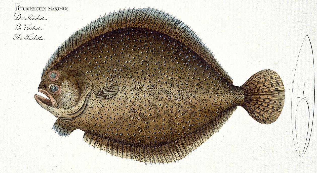 Talíř kambaly (Pleuronectes Maximus) XLIX z „Ichtyologie nebo obecné a zvláštní přirozené historie ryb“, od Marcus Elieser Bloch (1723-99), publikovaný kolem 1785-99 od Andreas Ludwig Kruger