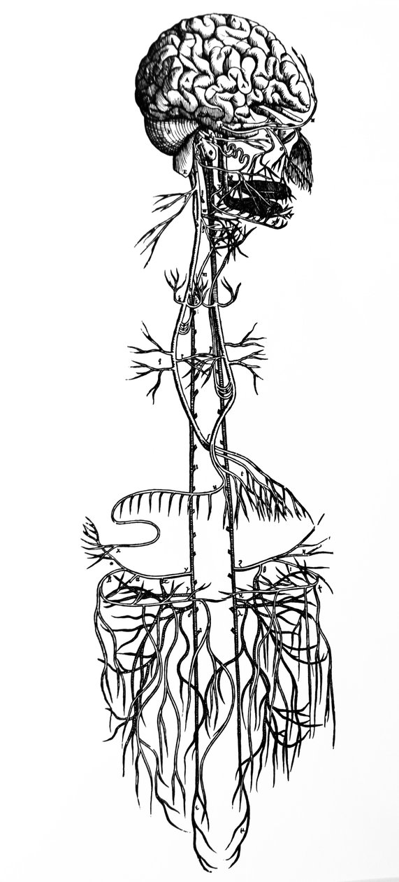 Desky ze čtvrté knihy De Humani Corporis Fabrica od Andreas Vesalius