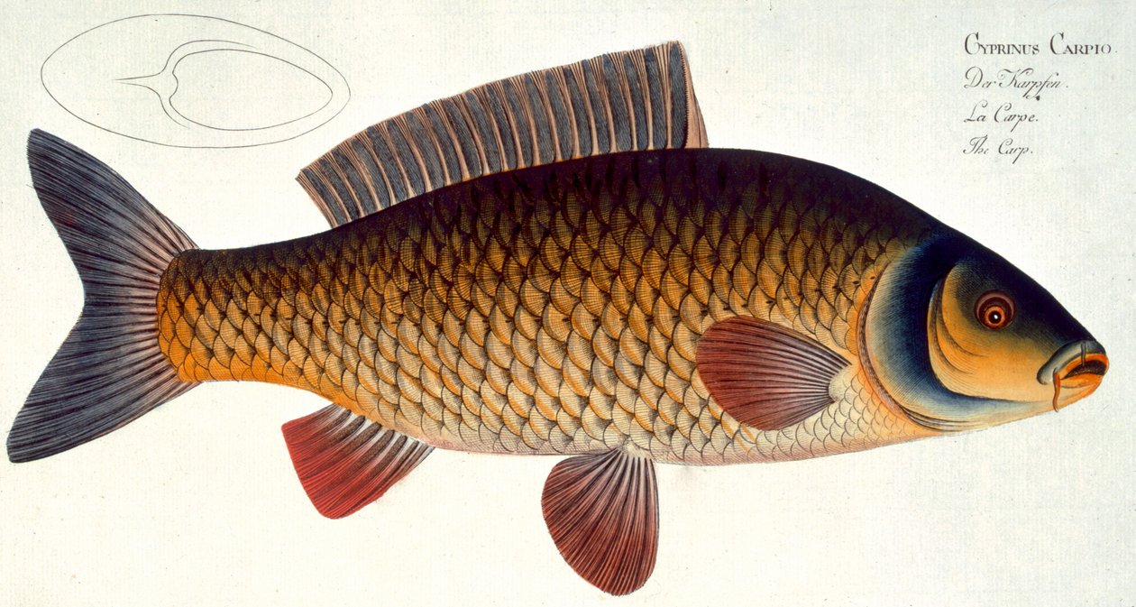 Talíř s kaprem (Cyprinus Carpio) XVI z „Ichthyologie, ou histoire naturelle generale et zvláště des poisson“, Marcus Elieser Bloch (1723-99), rytý Gabriel Bodenehr (1673-1766), vyd. od Andreas Ludwig Kruger