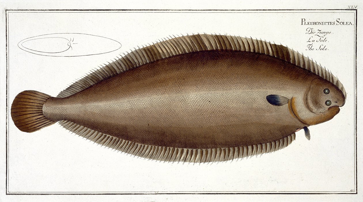 Dover Sole (Solea Solaea) deska XLV z 