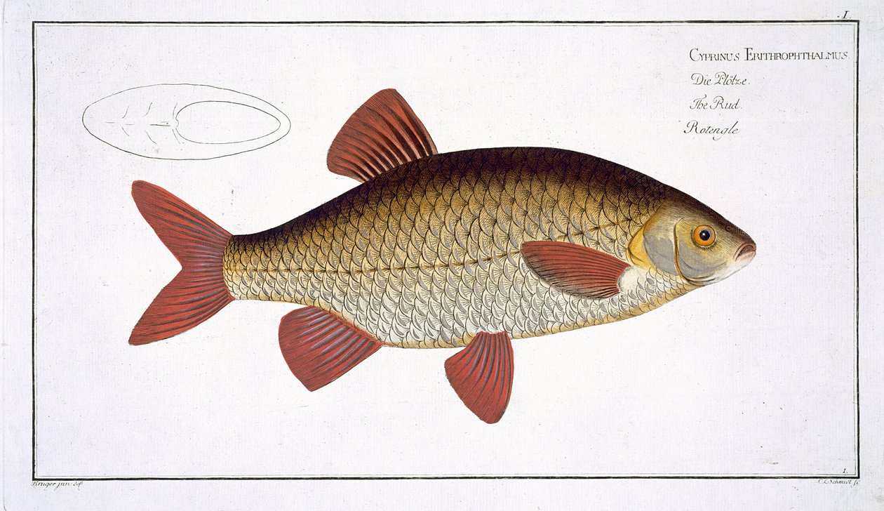 Deska I z červeného kapra (Cyprinus Erithrophthalmus) z „Ichthyologie, ou histoire naturelle generale et konkrétní des poisson“, od Marcus Elieser Bloch (1723-99), vyryl Gabriel Bodenehr (1673-1766 od Andreas Ludwig Kruger