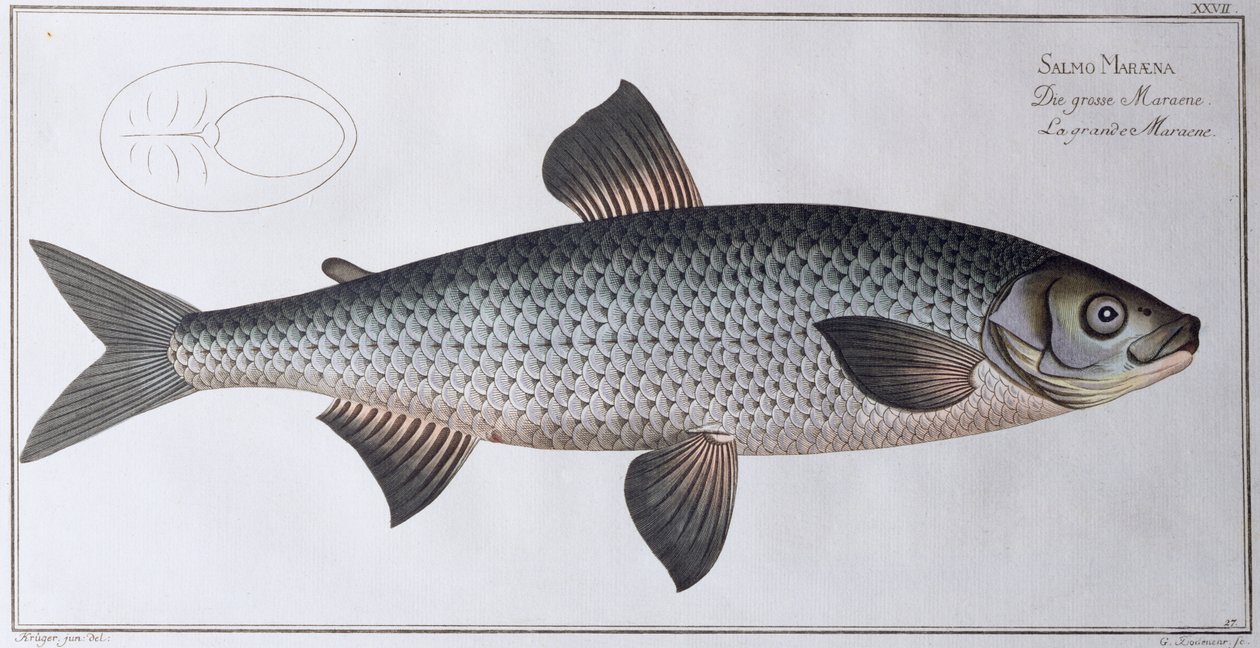 Salmon: vydavatelství Black, cca 1790 (tisk) od Andreas Ludwig Kruger