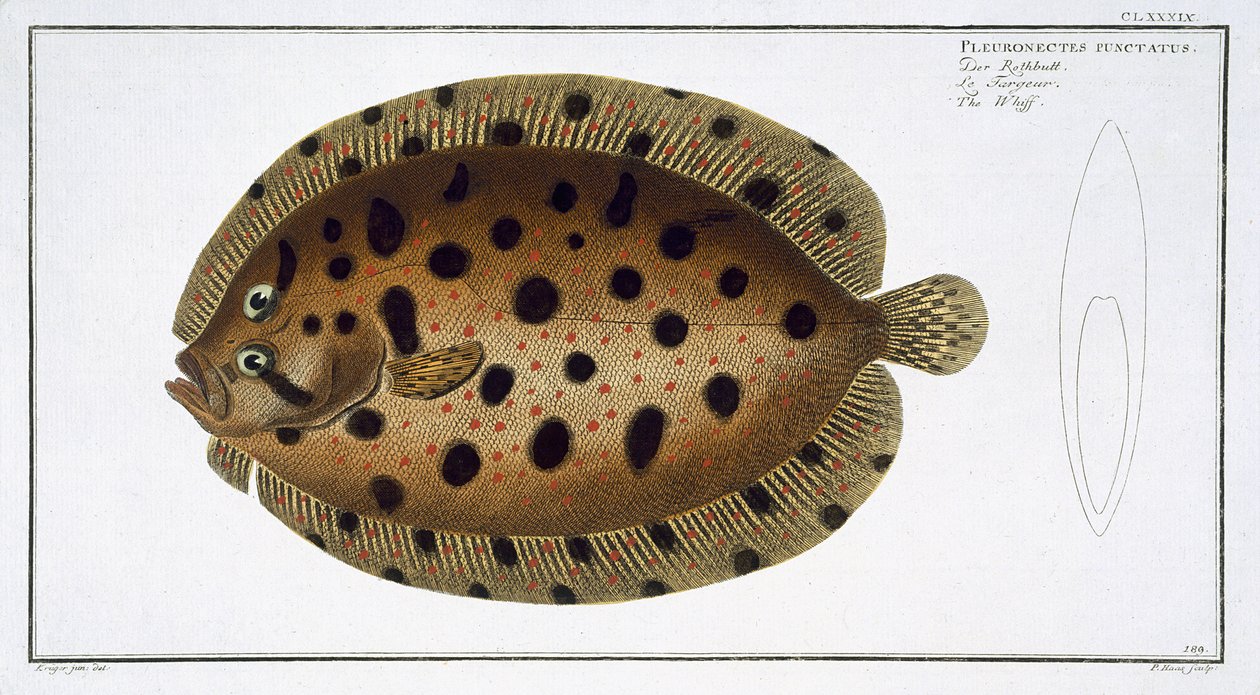 Plejtvák obrovský (Pleuronectus punctatus), deska CLXXXIX z knihy "Ichthyologie, ou histoire naturelle generale et particulare des poissons", autor Marcus Elieser Bloch (1723-99), vyryl Gabriel Bodenehr (1673-). od Andreas Ludwig Kruger