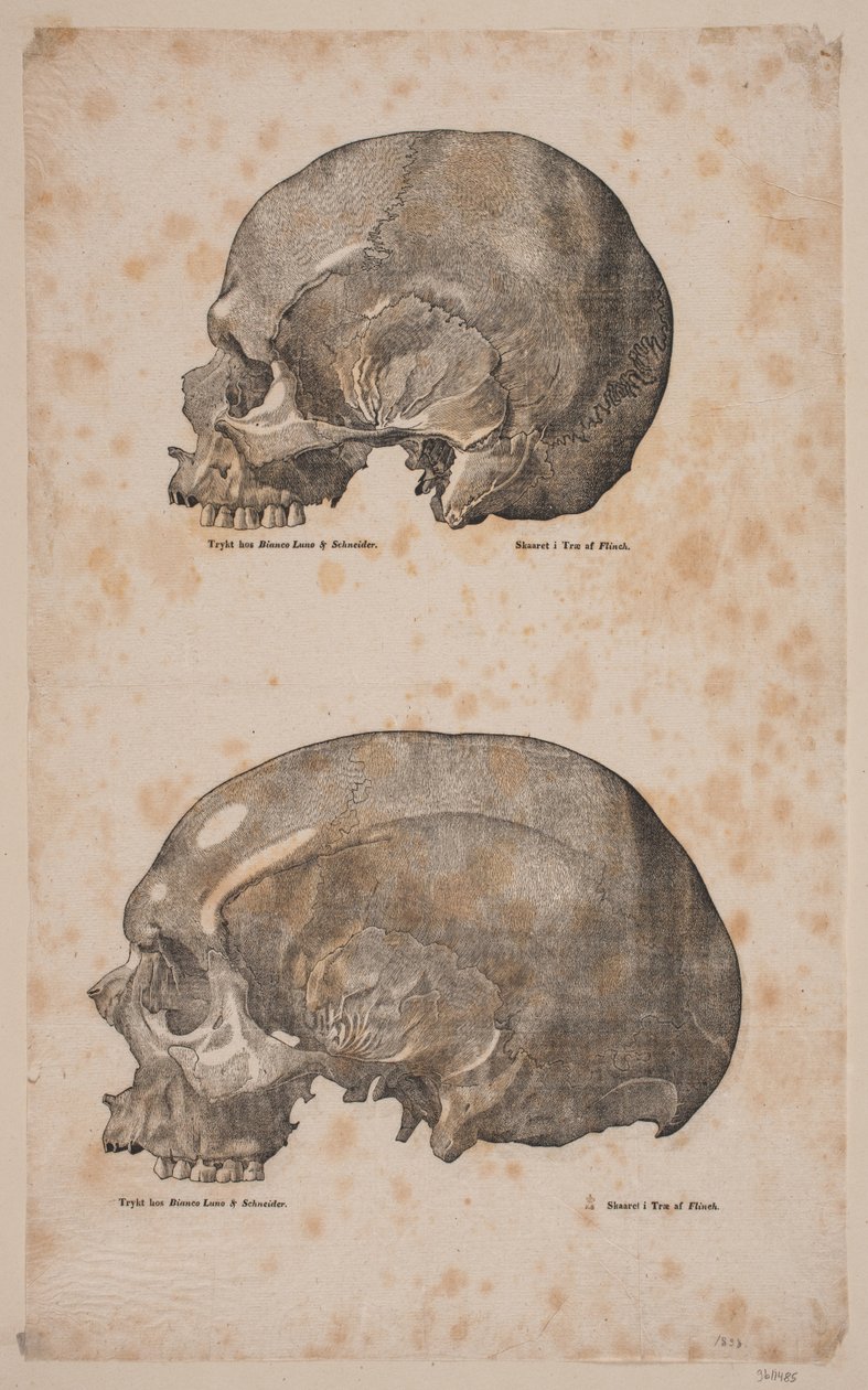 Cranier od Andreas Flinch