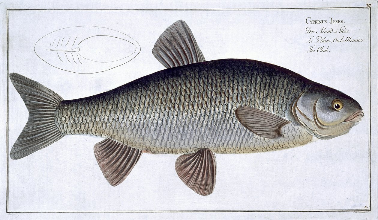 Tlouštík (Cyprinus Jeses) deska VI z „Ichthyologie, ou histoire naturelle generale et konkrétní des poisson“, Marcus Elieser Bloch (1723-99), vyrytý Gabriel Bodenehr (1673-1766), vyd. od Andreas Ludwig Kruger
