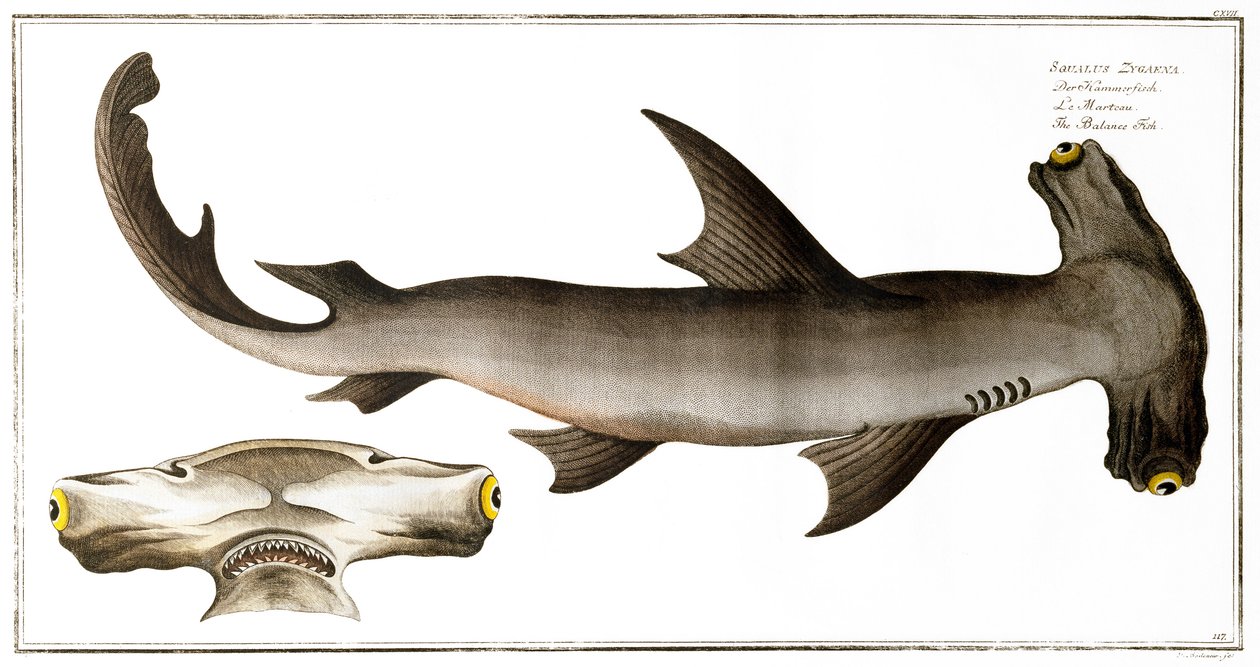 Hammerhead Shark (Balance Fish), vydal Black, kolem roku 1790 (tisk) od Andreas Ludwig Kruger