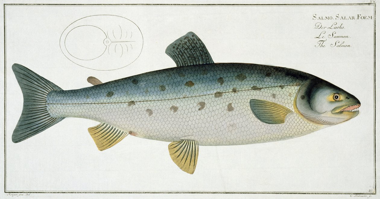 Lososový (Salmo Salar) talíř XX z „Ichthyologie, ou histoire naturelle generale et zvláště des poisson“, Marcus Elieser Bloch (1723-99), vyrytý Gabrielem Bodenehrem (1673-1766), vyd. od Andreas Ludwig Kruger