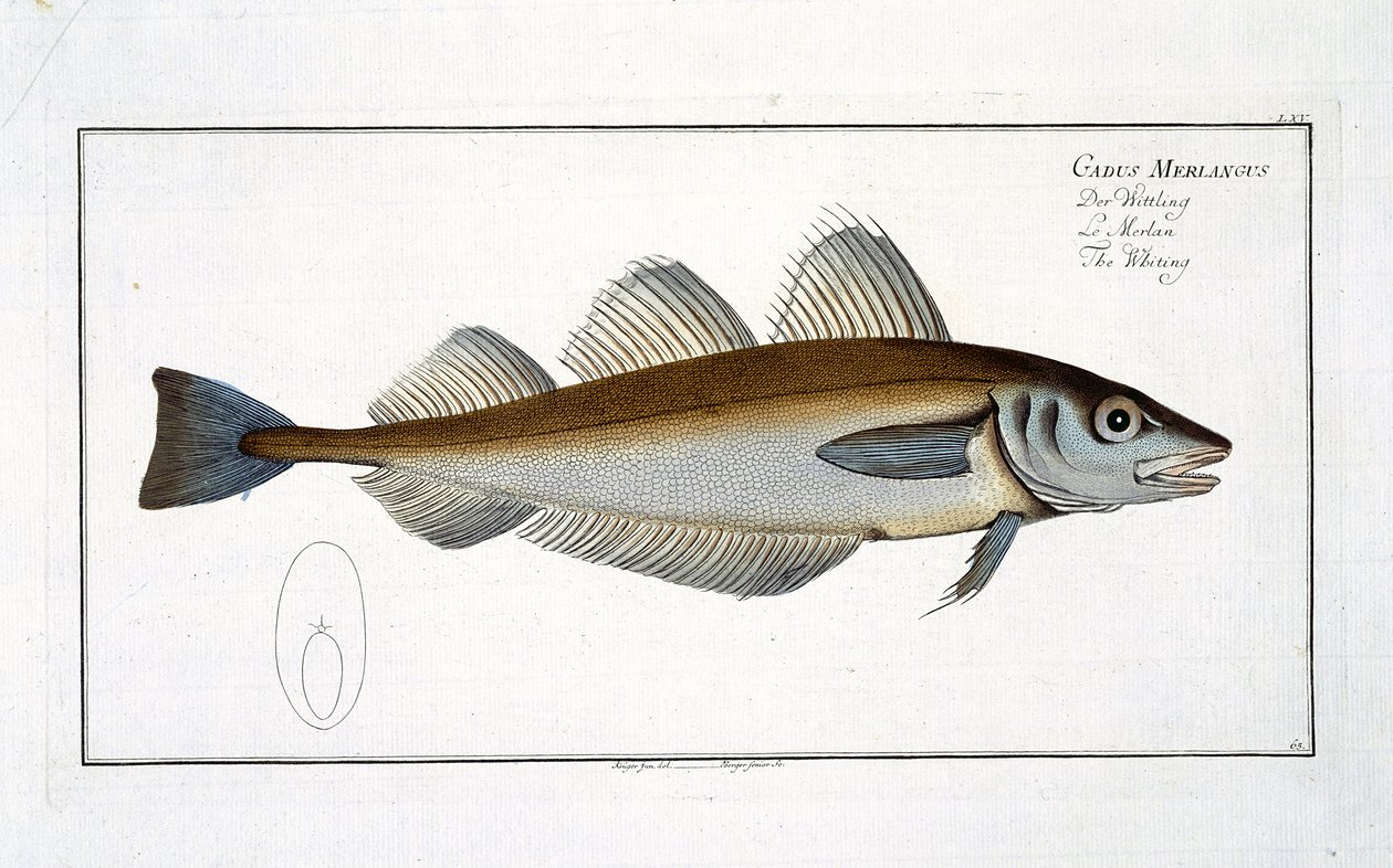 Talíř bezvousa (Gadus Merlangus) LXV z „Ichtyologie nebo obecné a zvláštní přirozené historie ryb“, od Marcus Elieser Bloch (1723-99), publikovaný kolem 1785-99 od Andreas Ludwig Kruger