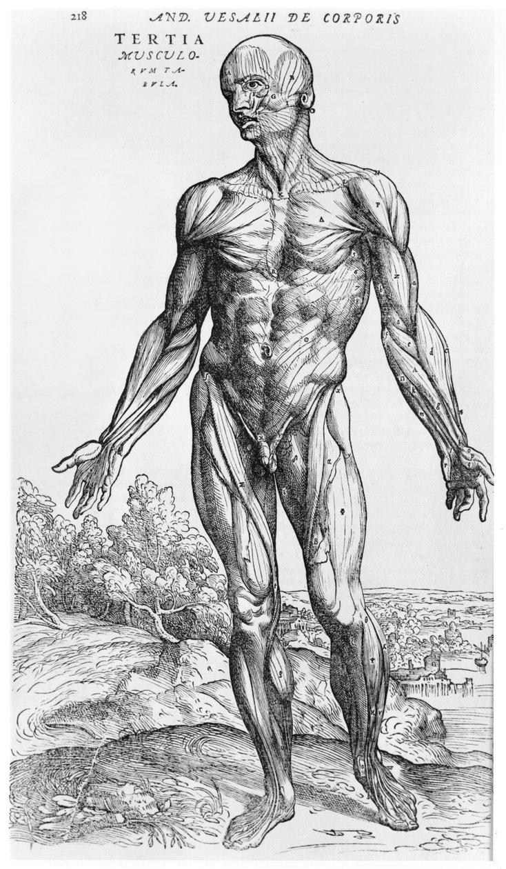 Anatomická studie, ilustrace z knihy "De Humani Corporis Fabrica" od Andrease Vesalia (1514-64) Basilej, 1543 od Andreas Vesalius