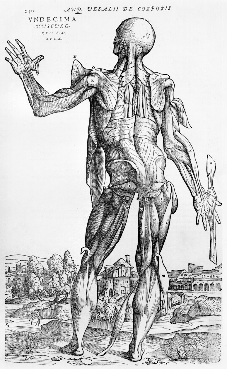Anatomická studie, ilustrace z 