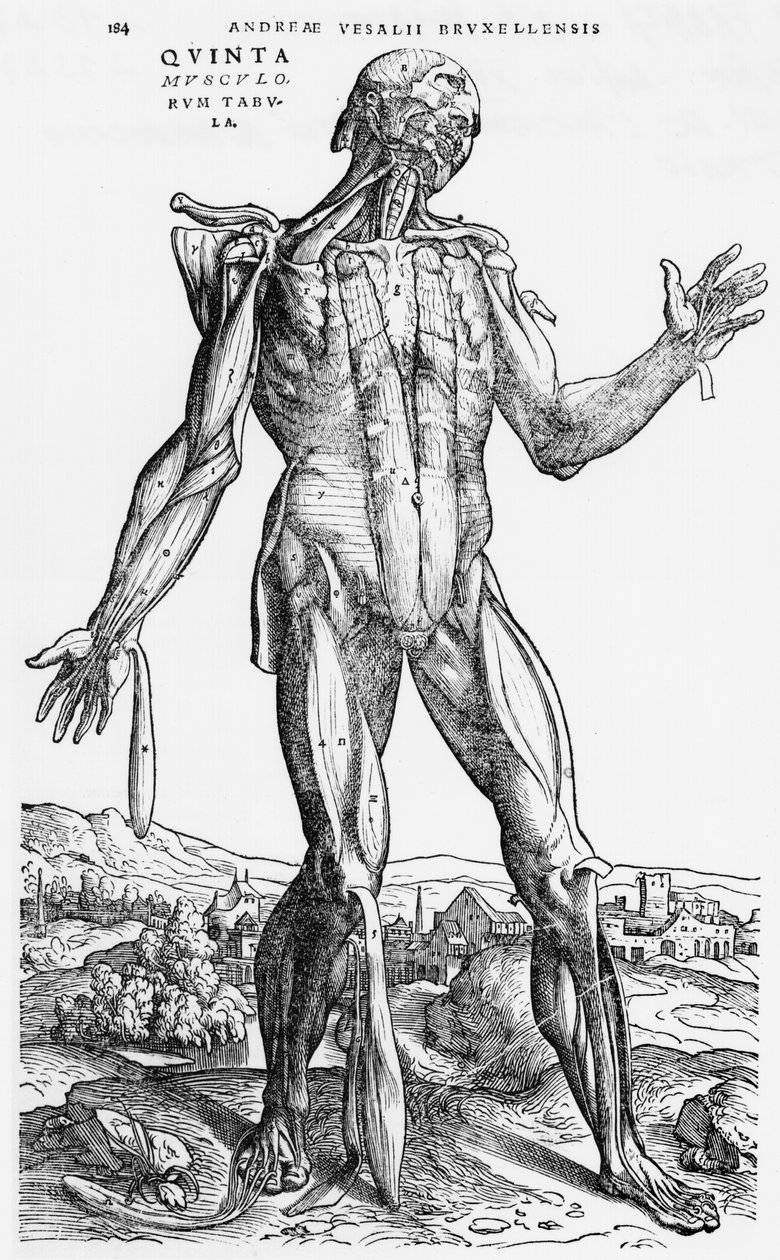 Anatomická studie, ilustrace z 