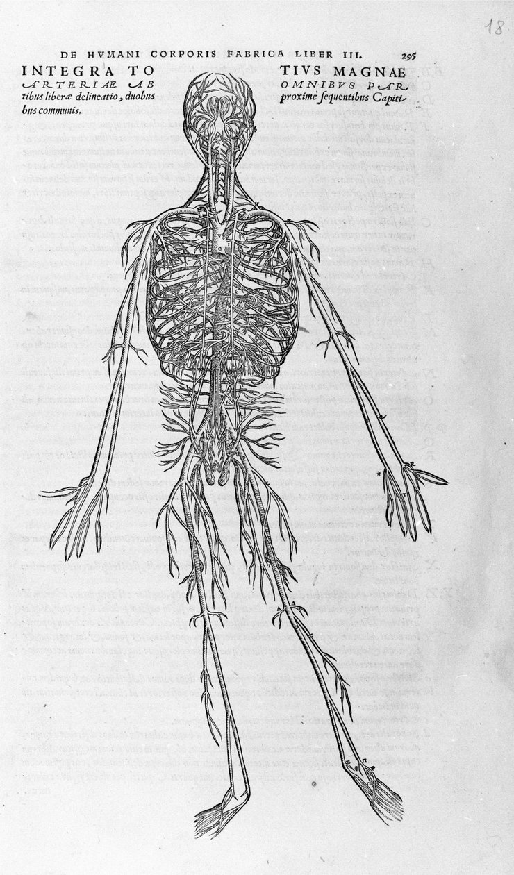 Andrea Vesalio (1514 - 1564), lékař Karla V od Andreas Vesalius