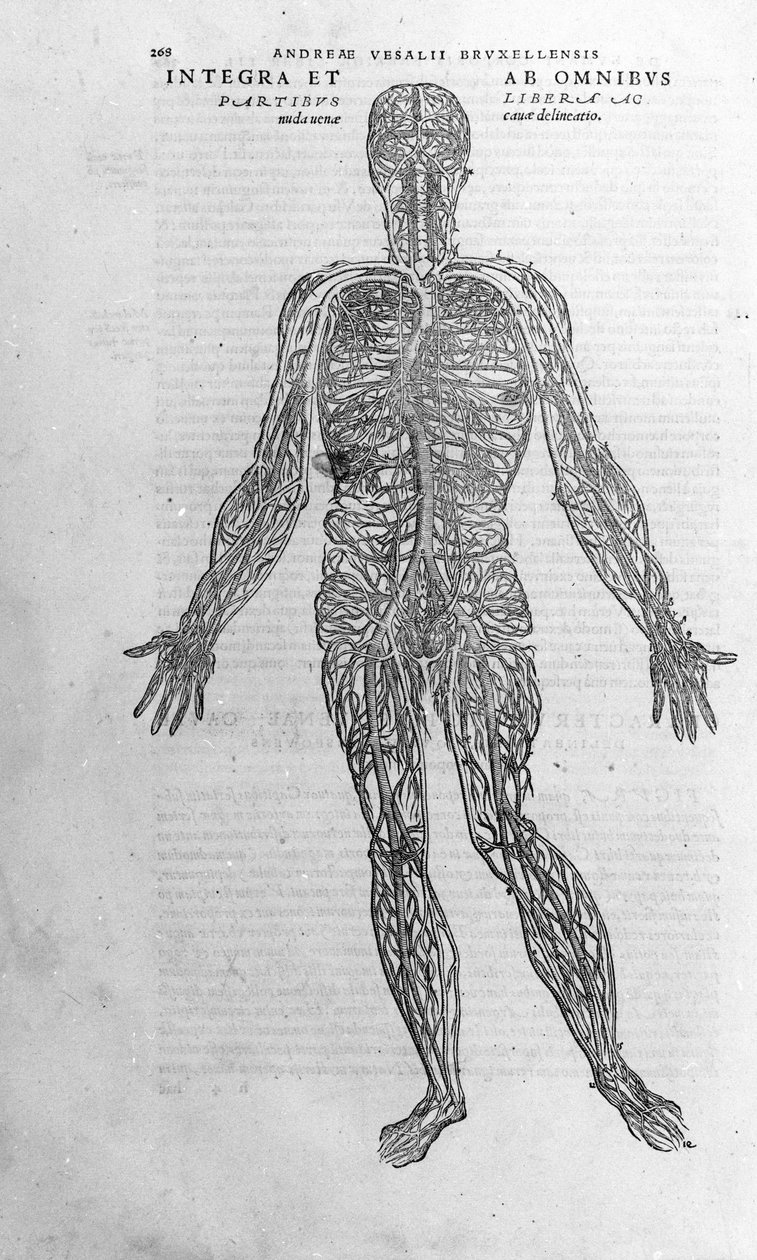 Andrea Vesalio (1514 - 1564), lékař Karla V od Andreas Vesalius
