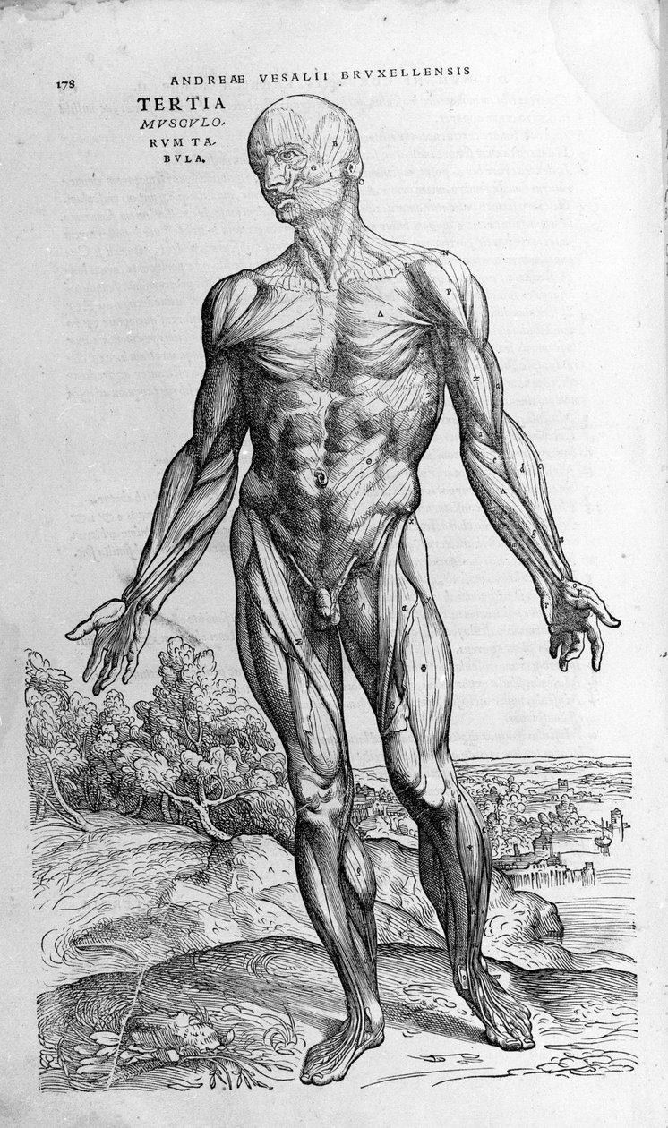 Andrea Vesalio (1514 - 1564), lékař Karla V od Andreas Vesalius