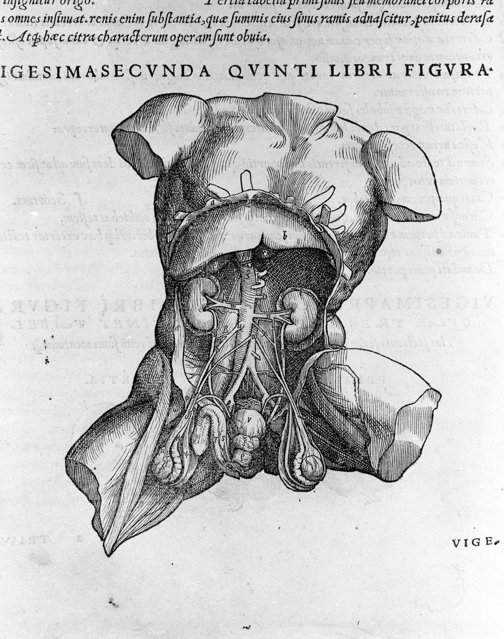 Andrea Vesalio (1514 - 1564), lékař Karla V od Andreas Vesalius