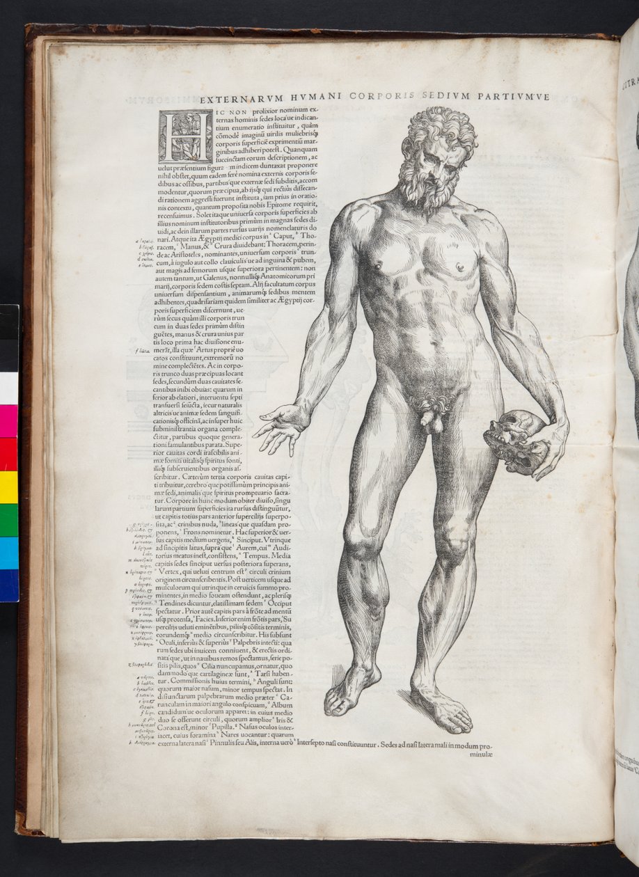 Herkules, ilustrace z knihy "De Humani Corporis Fabrica Librorum Epitome", Basilej, 1543. od Andreas Vesalius