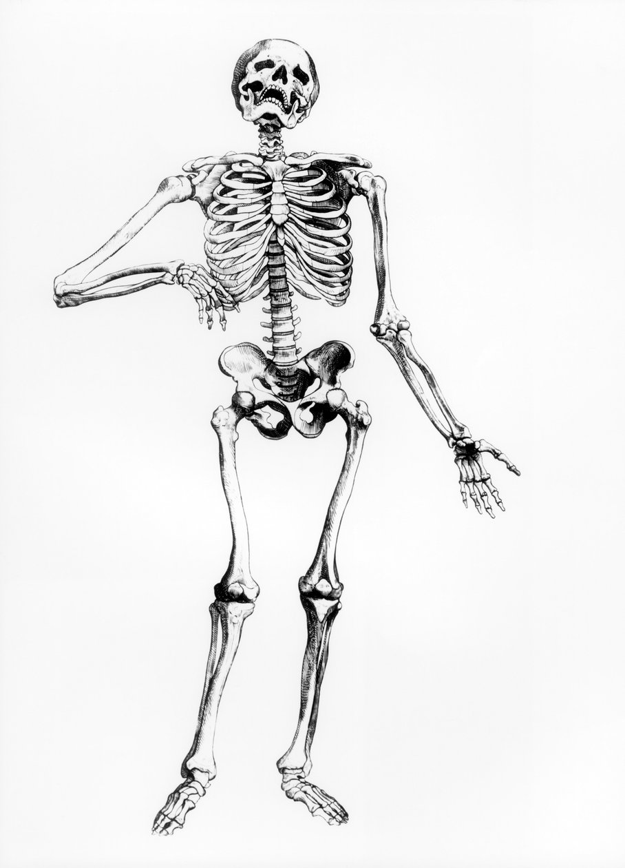Lidská kostra od Andreas Vesalius