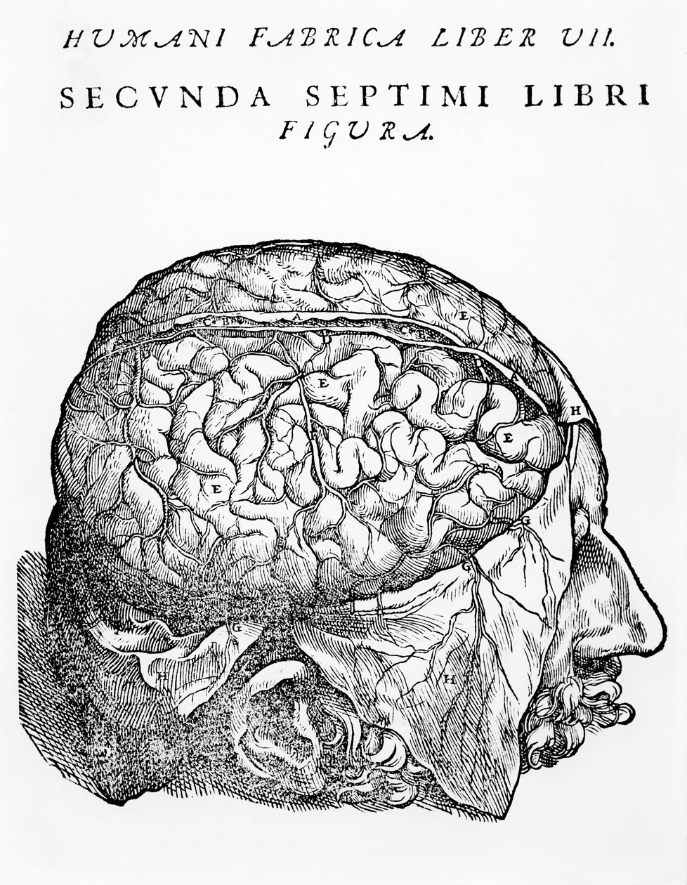 Mozek, ilustrace z „Ztělesnění lidského těla“ od Andrease Starra, vydané v Basileji, 1543 od Andreas Vesalius
