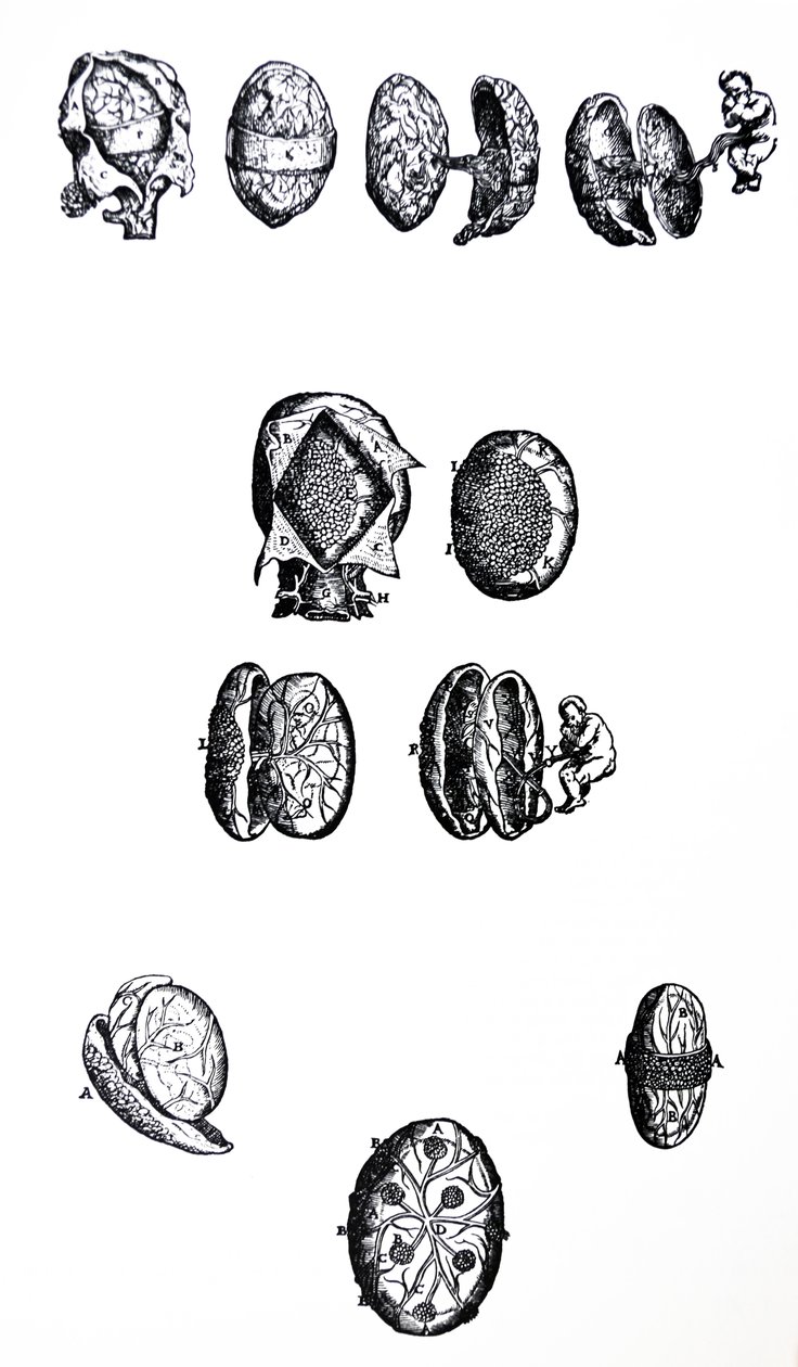 Desky z páté knihy De Humani Corporis Fabrica od Andreas Vesalius