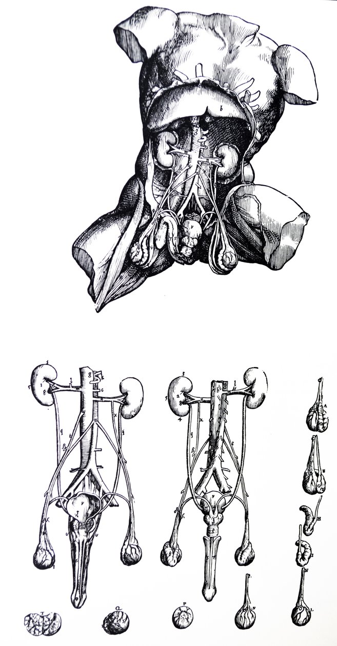 Desky z páté knihy De Humani Corporis Fabrica od Andreas Vesalius