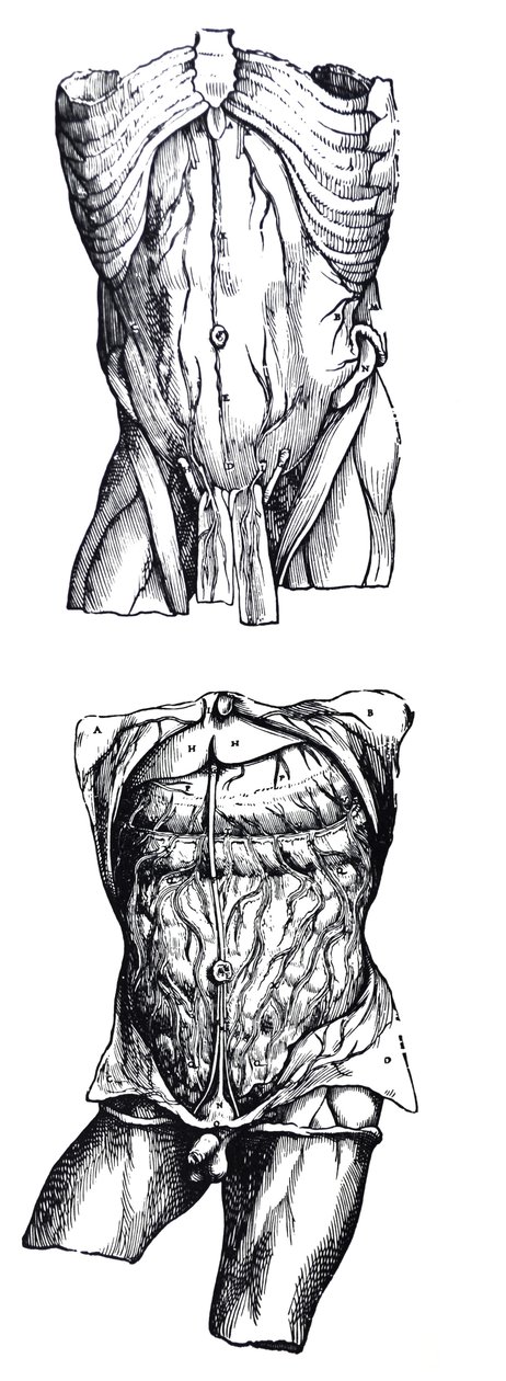 Desky z páté knihy De Humani Corporis Fabrica od Andreas Vesalius