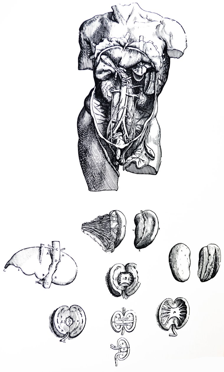 Desky z páté knihy De Humani Corporis Fabrica od Andreas Vesalius