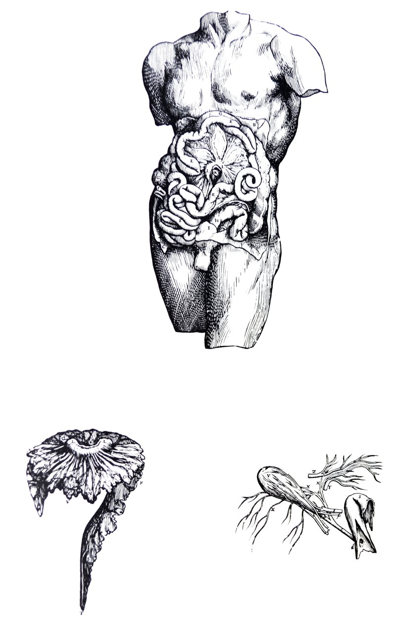 Desky z páté knihy De Humani Corporis Fabrica od Andreas Vesalius
