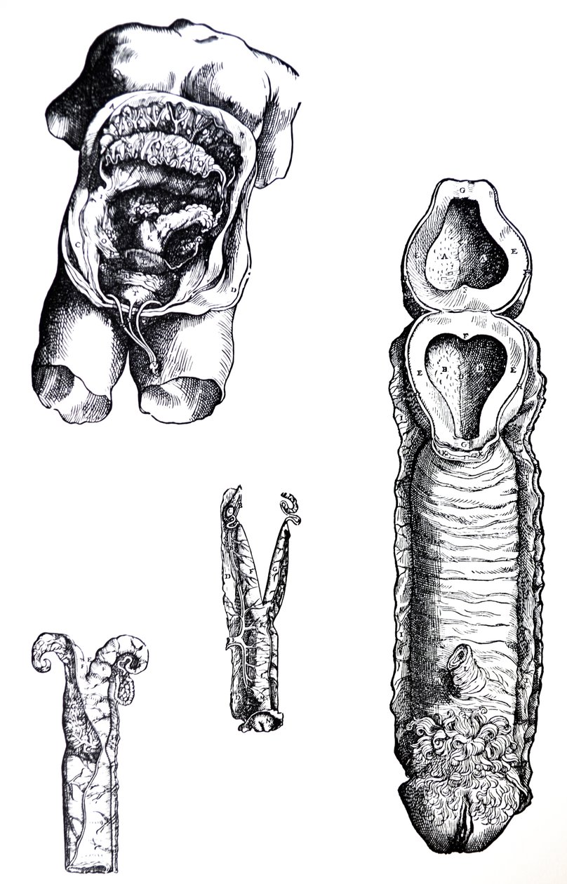 Desky z páté knihy De Humani Corporis Fabrica od Andreas Vesalius