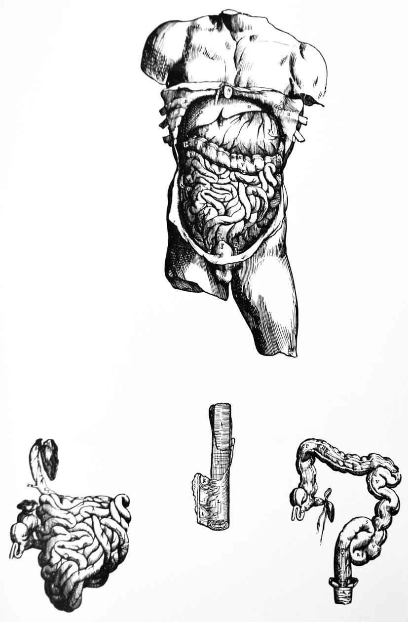 Desky z páté knihy De Humani Corporis Fabrica od Andreas Vesalius