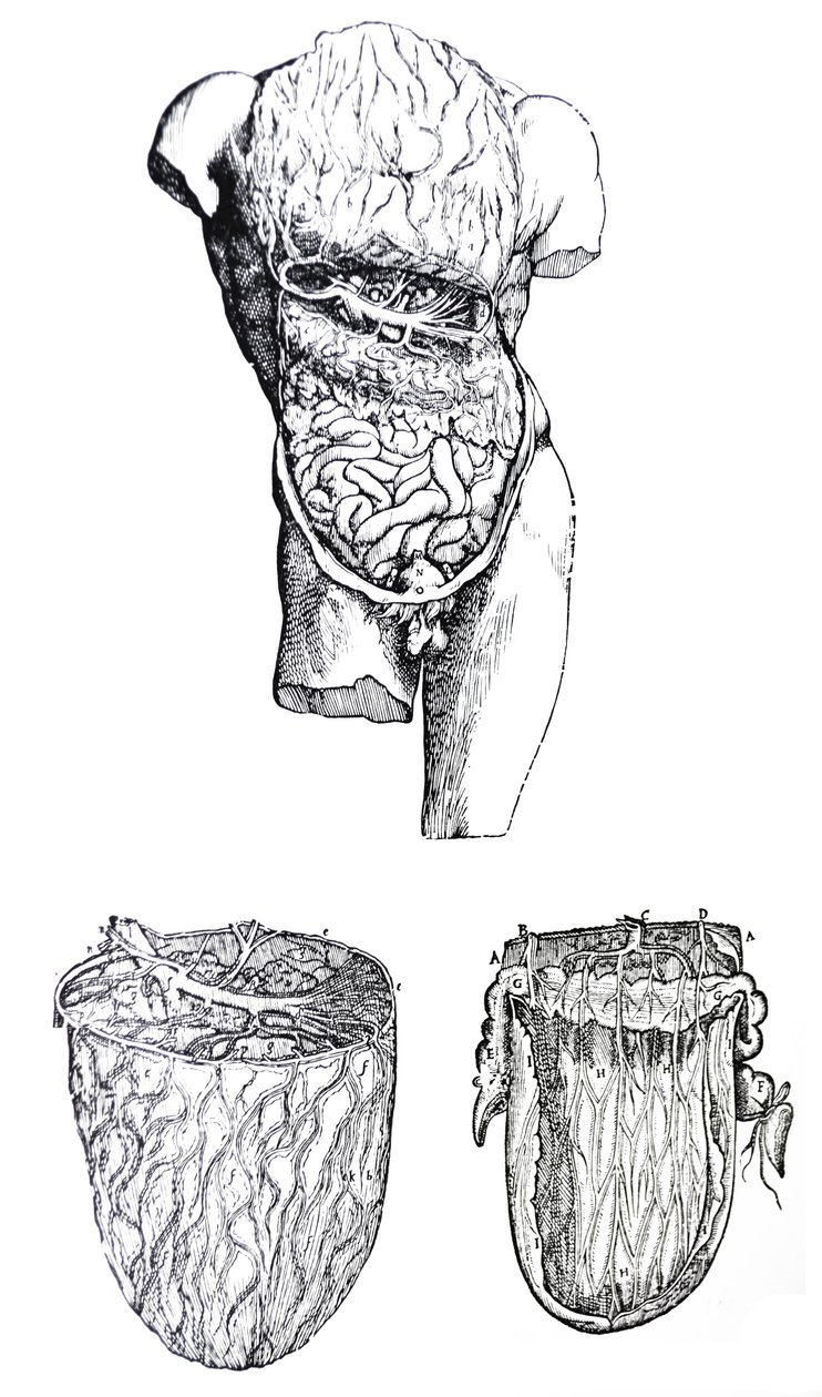 Desky z páté knihy De Humani Corporis Fabrica od Andreas Vesalius