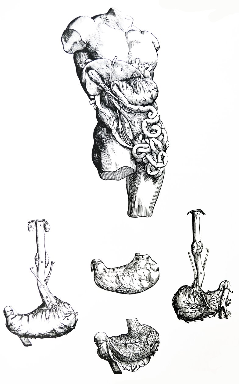Desky z páté knihy De Humani Corporis Fabrica od Andreas Vesalius