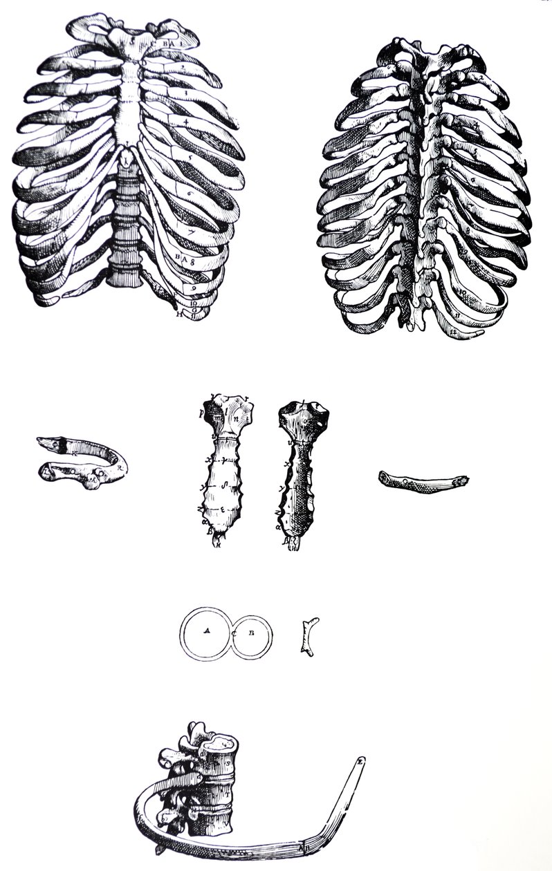 Desky z první knihy De Humani Corporis Fabrica od Andreas Vesalius