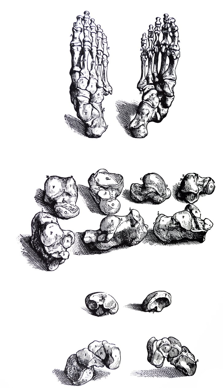 Desky z první knihy De Humani Corporis Fabrica od Andreas Vesalius