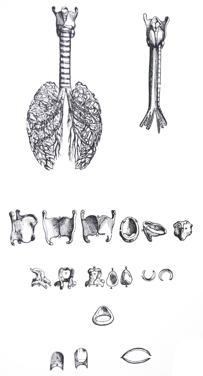 Desky z první knihy De Humani Corporis Fabrica od Andreas Vesalius