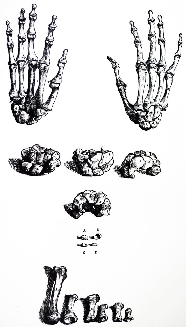 Desky z první knihy De Humani Corporis Fabrica od Andreas Vesalius