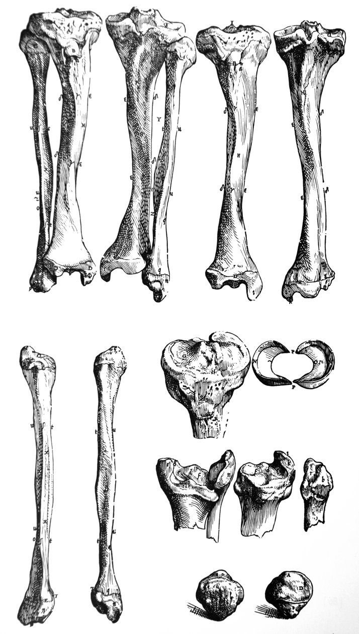 Desky z první knihy De Humani Corporis Fabrica od Andreas Vesalius