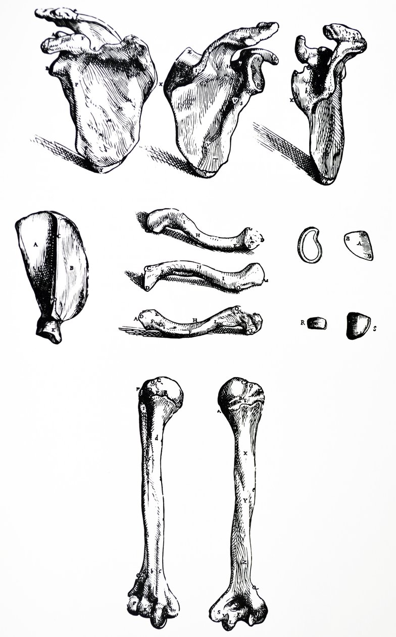 Desky z první knihy De Humani Corporis Fabrica od Andreas Vesalius