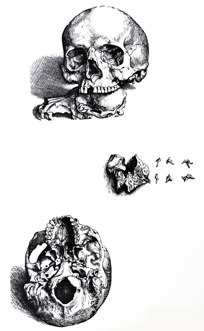 Desky z první knihy De Humani Corporis Fabrica od Andreas Vesalius