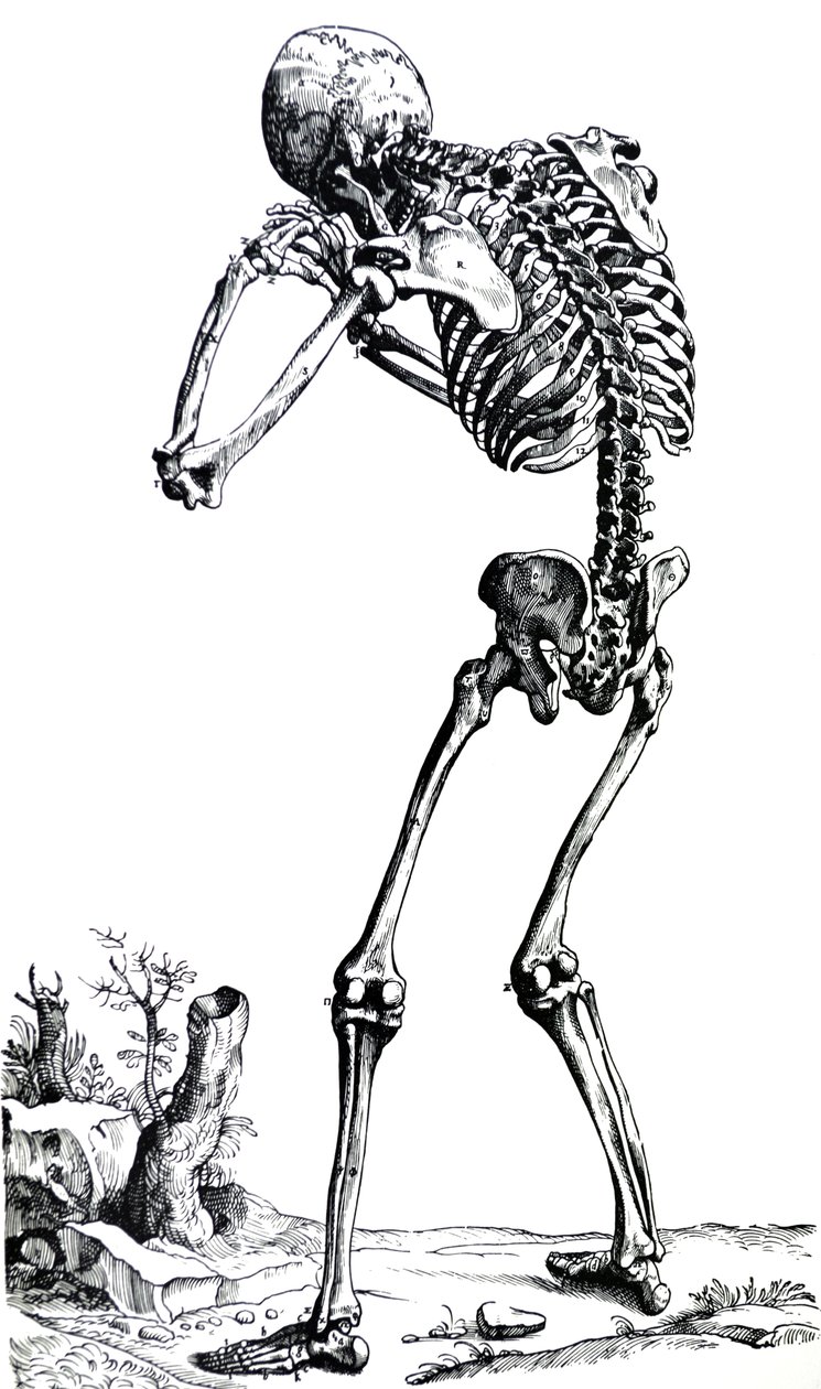 Desky z první knihy De Humani Corporis Fabrica od Andreas Vesalius