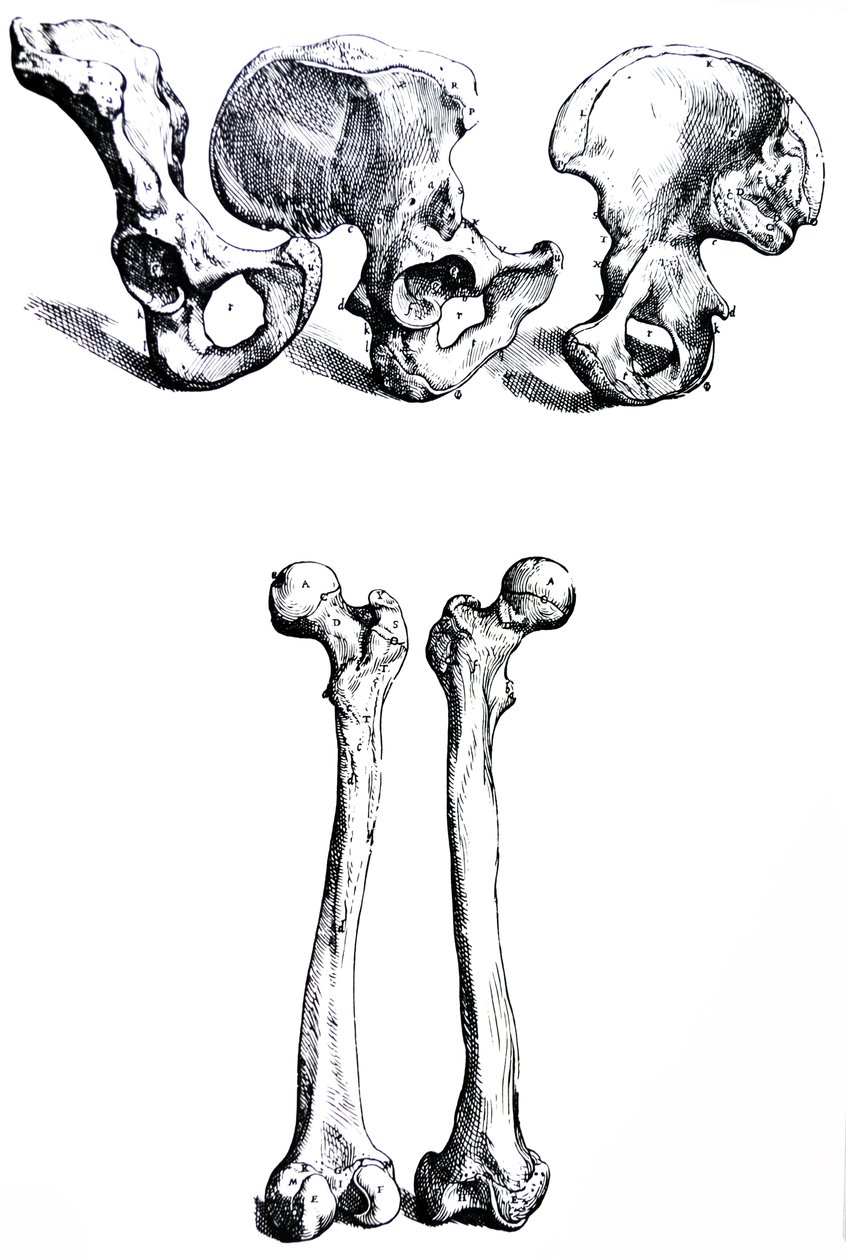 Desky z první knihy De Humani Corporis Fabrica od Andreas Vesalius