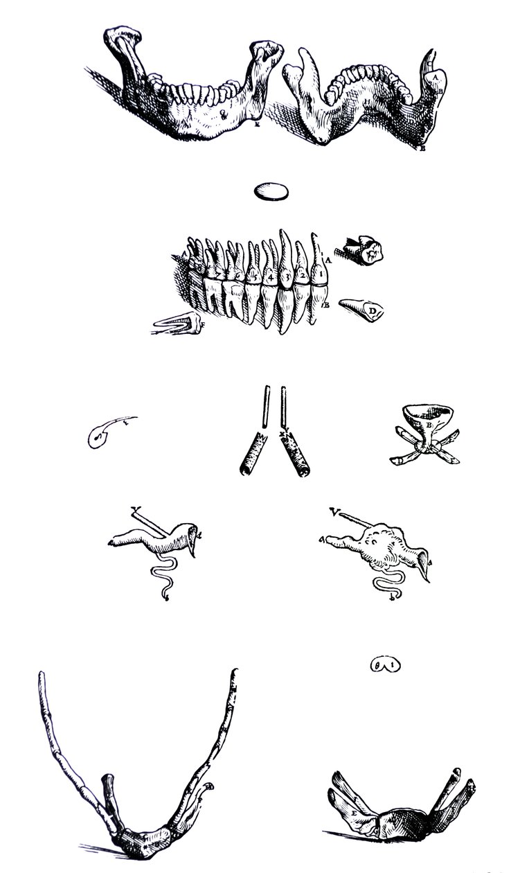 Desky z první knihy De Humani Corporis Fabrica od Andreas Vesalius