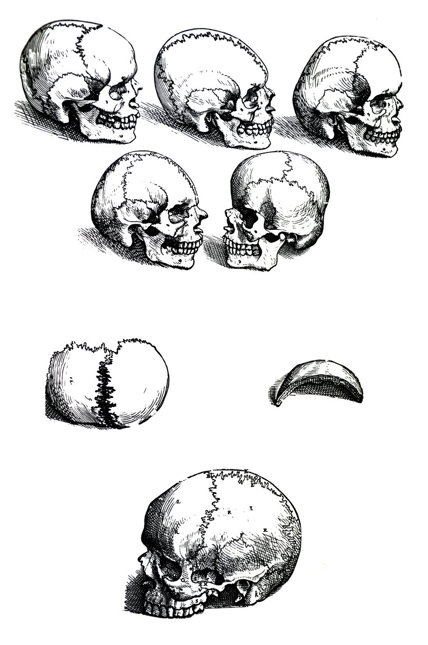Desky z první knihy De Humani Corporis Fabrica od Andrease Vesalia (1514-1564) od Andreas Vesalius