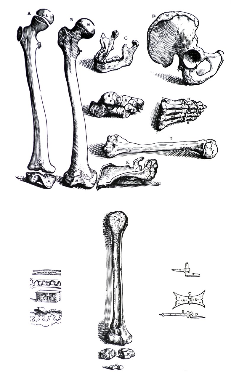 Desky z první knihy De Humani Corporis Fabrica od Andrease Vesalia, (1514-1564) od Andreas Vesalius